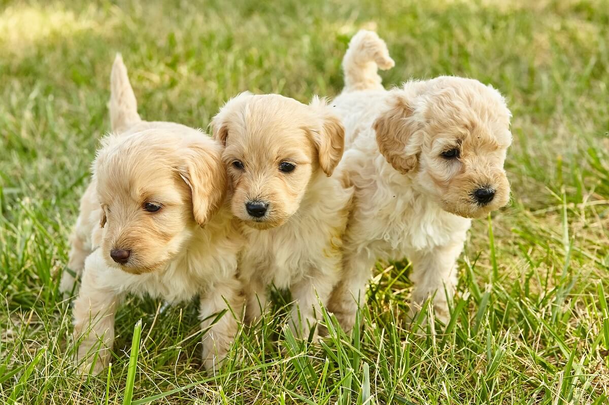 Goldendoodle Puppies